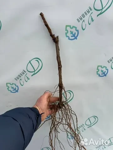 Виноград "ЗИГЕРРЕБЕ"